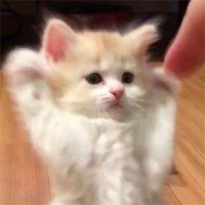 نفیسہ حیدر avatar