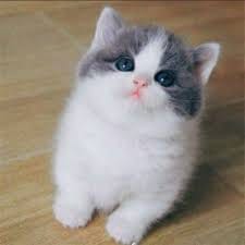 فیصل رضا avatar